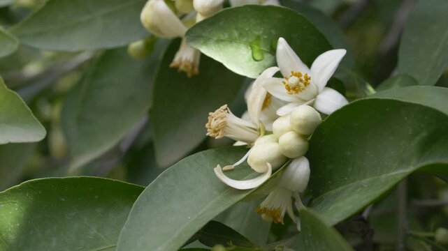 Orange flowers with water drops on petals and leaves. Citrus aurantium blossom reflects freshness and natural plant hydration in outdoor environment