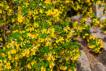 Obraz premium Coronilla , valentina, Flowers Bloom Bright in a Garden With Yellow Blossoms in Spring Sunlight Near Rocky Terrain