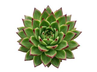 Fototapeta premium Echeveria succulent PNG isolated green rosette plant with red tips for botanical design