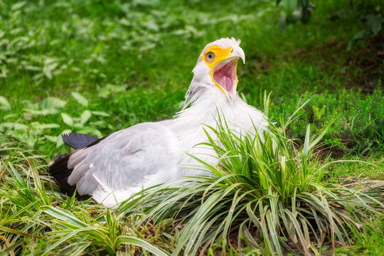 Nahaufnahme eines Sekret&auml;r Vogels (Sagittarius serpentarius) der auf dem Boden hinter einem Grasb&uuml;schel liegt und den Schnabel aufgerissen hat