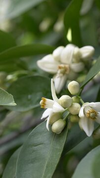 Closeup of blooming orange flowers revealing delicate neroli source. Citrus aurantium blossoms are essential in perfume production, offering rich scent used in luxury fragrance compositions