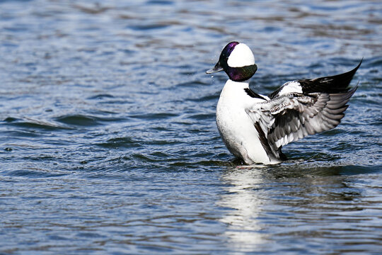 Bufflehead - Colorado