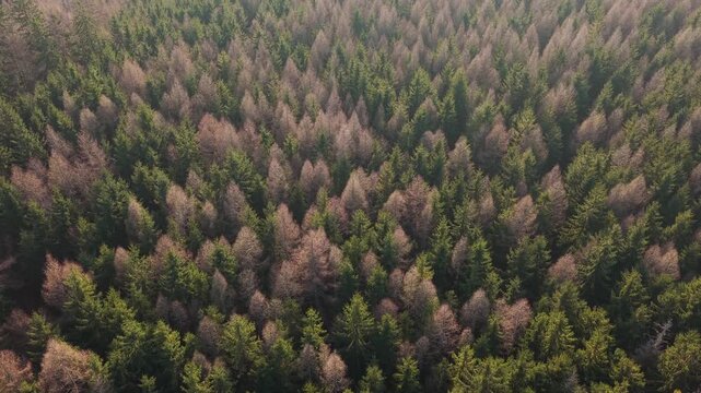 A spring mixed coniferous forest composed of green and withered rust-colored trees. An aerial view on a sunny day