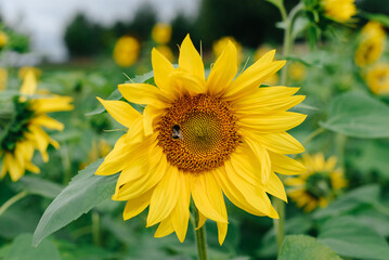 Obraz premium yellow sunflower in green field in summer, close-up view, bee on flower
