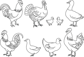 Obraz premium Farm poultry vector set, chickens ducks turkeys collection hand drawn livestock birds illustration