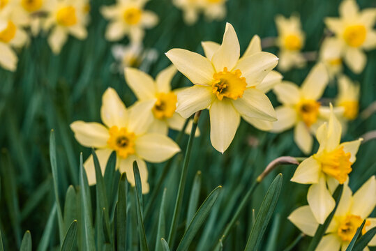 Campo fiorito di narcisi in primavera 