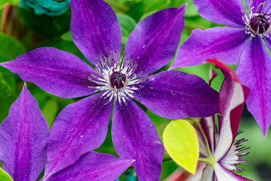 Primo piano di clematide o clematis viola in primavera 