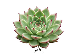 Fototapeta premium Echeveria succulent plant isolated PNG green rosette with red tips botanical design element