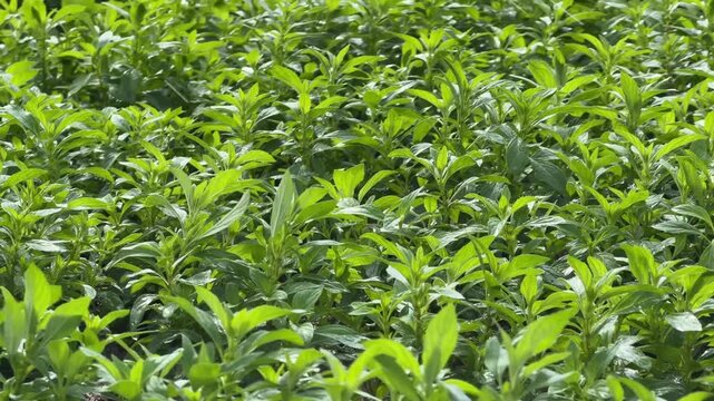 Close view of evenly spaced Peppermint rows receiving water from irrigation lines with fresh green leaves filling the frame. Controlled growth.
