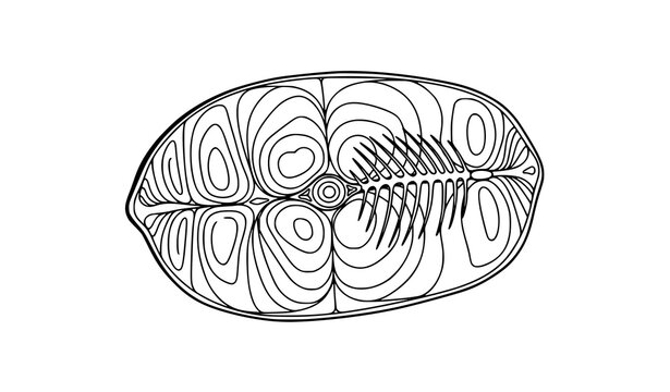 Hand drawn fish slice cross section doodle seafood outline black white vector illustration