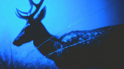 Naklejka premium Mysterious Blue Silhouette of a Stag