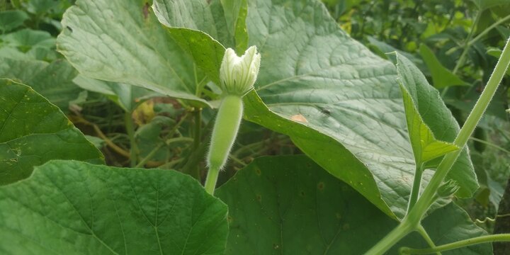 Bottle gourd climbing plant with white flower and fresh green fruit
