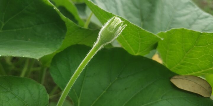 Bottle gourd climbing plant with white flower and fresh green fruit