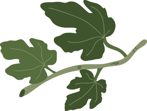 Fig Leaves Branch Natural Botanical Illustration