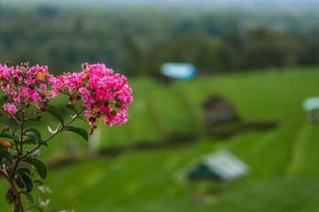 Obraz premium Pink Flowers and Green Farmland