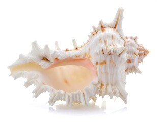 Fototapeta premium Close-up of a detailed, textured conch shell isolated on white, showcasing its intricate, natural, and delicate beauty