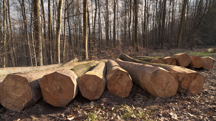 troncs de hêtre alignés bord de forêt © Maurice Metzger
