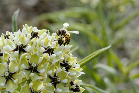 Macro view of bee on antelope horn milkweed plant bloom closeup during spring season in Texas natural environment.