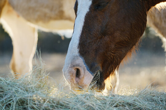 Blaze face sorrel brown horse closeup eating hay for animal nutrition on farm.