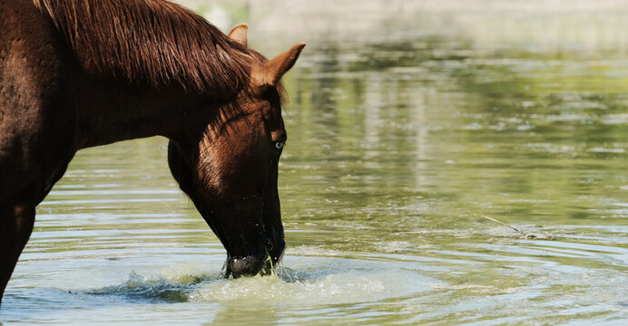 Brown sorrel color horse closeup drinking water from pond for animal hydration during summer season on farm.