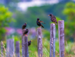 Fototapete bei efototapeten.de bestellen   