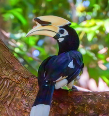 Calao, Oriental Pied Hornbill bird, Anthracoceros albirostris, o © Elenarts