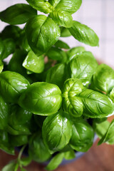 Fototapeta premium fresh leaves of growing basil