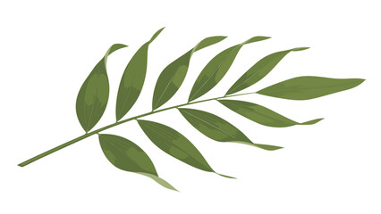 Fototapeta premium Single green fern or palm frond branch with multiple elongated leaves isolated on a clean white background for various tropical designs.