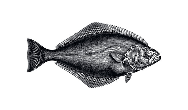 Detailed engraving of flatfish with distinctive features and intricate texture