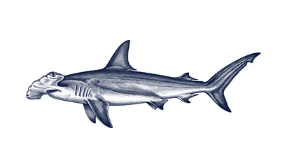 Fototapeta premium Detailed illustration of a hammerhead shark in vintage style with blue tones