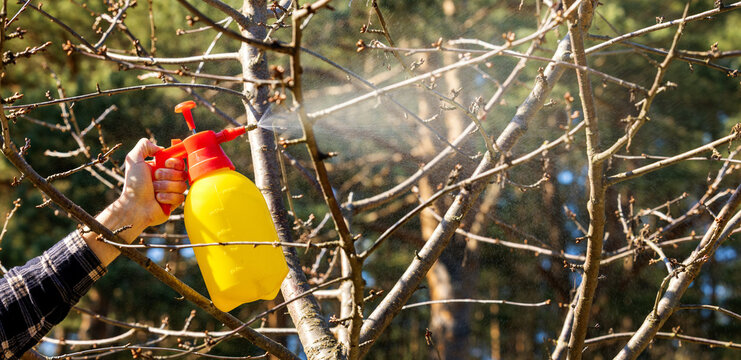garden pest control. gardener spraying insecticide against aphids and diseases on fruit tree branches using spray bottle in spring