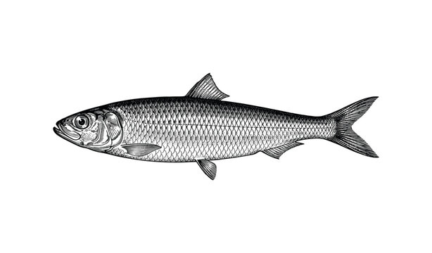 Detailed vintage herring drawing with finely etched scales and features