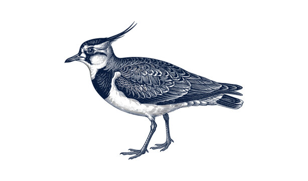 Detailed illustration of a northern lapwing on white background