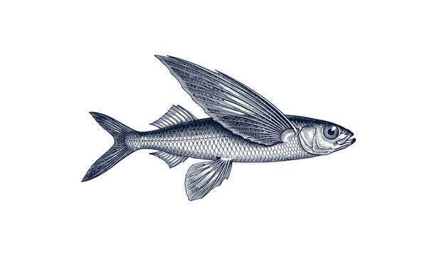 Detailed vintage style illustration of a flying fish with distinctive wing-like fins