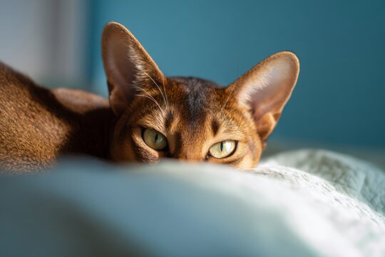 Cute cat peeking over the edge of a bed, looking alert and curious.