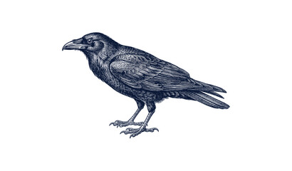 Obraz premium Intricate vintage-style engraving of a raven on white background