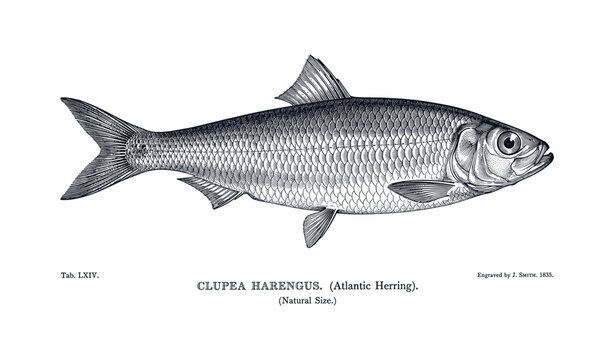 Detailed engraving of atlantic herring (clupea harengus) natural size 1838