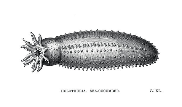 Detailed illustration of sea cucumber species holothuria with texture and patterns