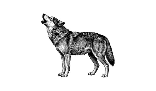 Detailed black and white illustration of howling wolf