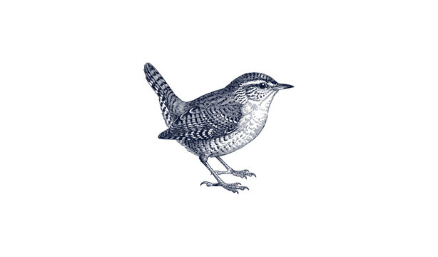 Detailed black and white wren drawing with intricate feather patterns