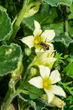 Ecballium elaterium, com&uacute;nmente conocido como pepino que expulsa agua o pepino explosivo