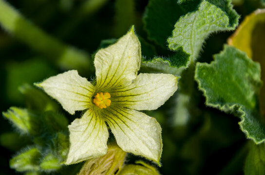 Ecballium elaterium, com&uacute;nmente conocido como pepino que expulsa agua o pepino explosivo