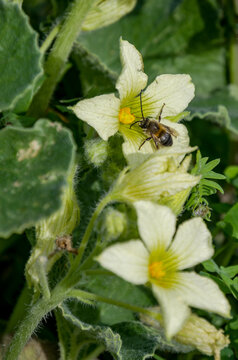 Ecballium elaterium, com&uacute;nmente conocido como pepino que expulsa agua o pepino explosivo
