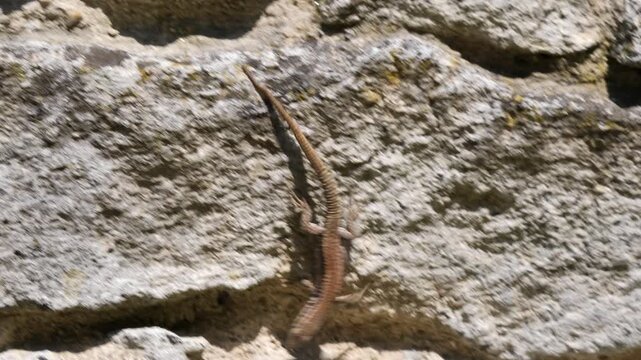 Common wall lizard crawling on wall stone in the morning (Podarcis Muralis)