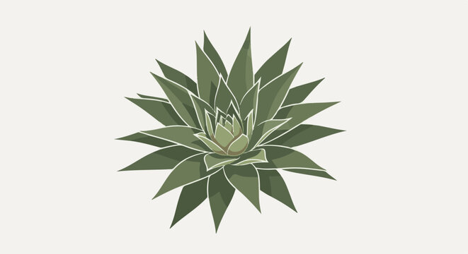 A stylized, overhead view of a green succulent plant against a pale background