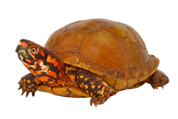 Obraz premium Three toed box turtle, Terrapene triunguis, white background.