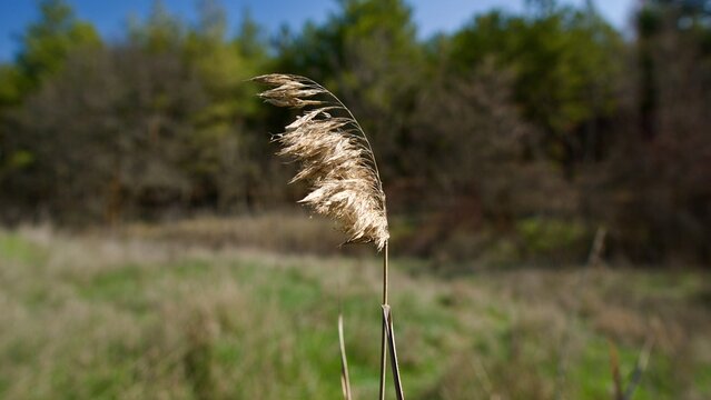 Solitary Reed Plume Swaying in the Gentle Spring Breeze