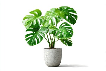 Fototapeta premium Lush green tropical plant with large, fenestrated leaves in a speckled pot
