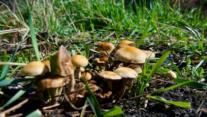 Cluster of Wild Brown Mushrooms Nestled in Vibrant Grass © Vahit Telli