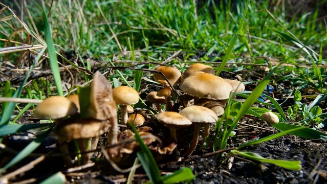 Cluster of Wild Brown Mushrooms Nestled in Vibrant Grass
